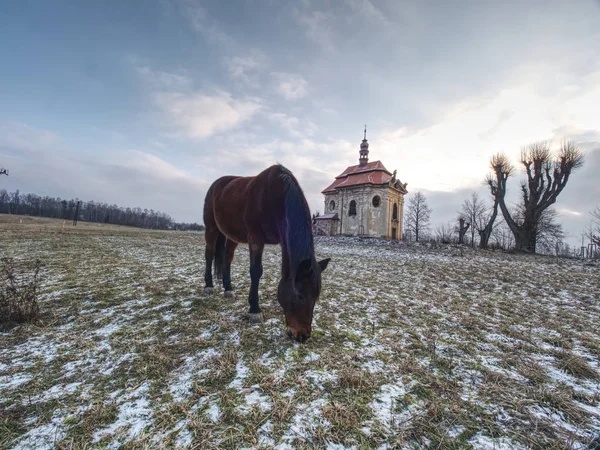 오래 된 말과 함께 목장 봄 보기. — 스톡 사진