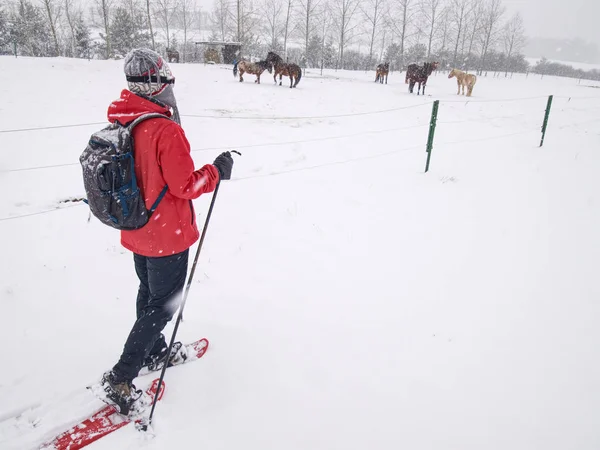 Caminhante de sapatos de neve caminhar na fazenda de cavalos. Temporada de Inverno — Fotografia de Stock