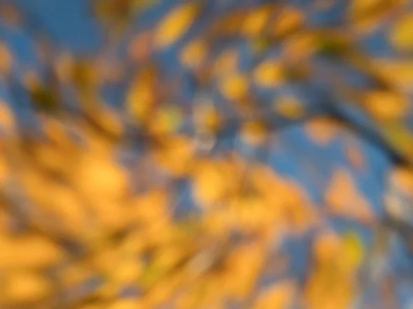 Folhas de outono. Fundo de desfoque de queda, vista sob a árvore — Fotografia de Stock