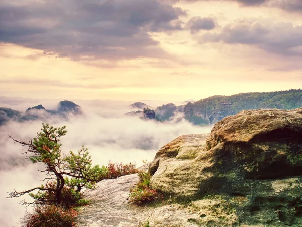 Rocky and misty mountains from hiking trail. Bent pine tree — Stock Photo, Image