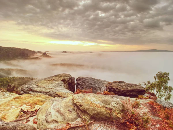 Sandstone rocky summit with heather bushes and bent tree. — Stock Photo, Image