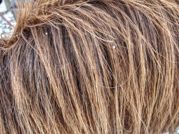 Detail of horse fur growth and composition — Stock Photo, Image