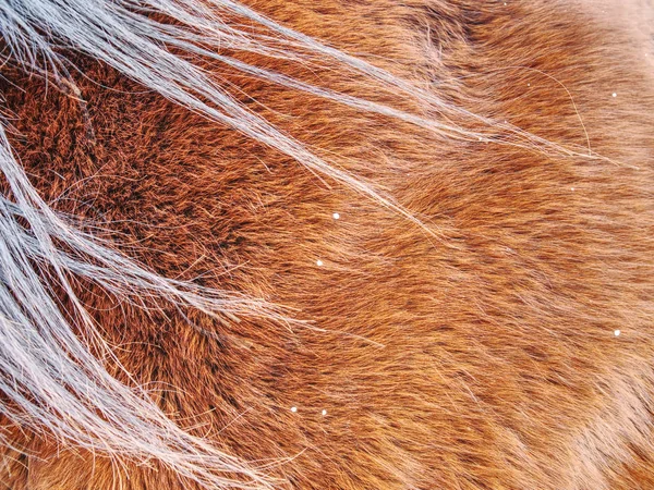 말 겨울 모피입니다. 동물 시체를 준비 — 스톡 사진