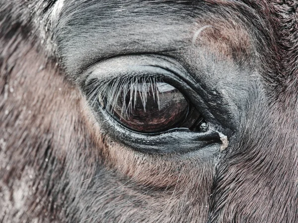 View into brown eye of brown colored horse.