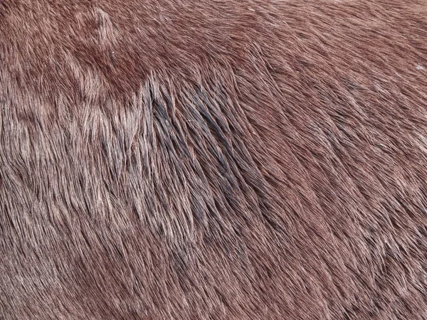 Teplé zimní srst koně. Hnědá kožešiny detail, — Stock fotografie