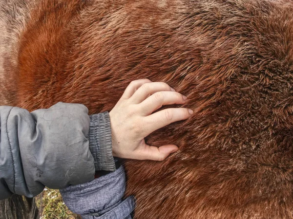 Γυναίκα χέρι αγγίξει άλογο ζεστό χειμώνα γούνα. — Φωτογραφία Αρχείου