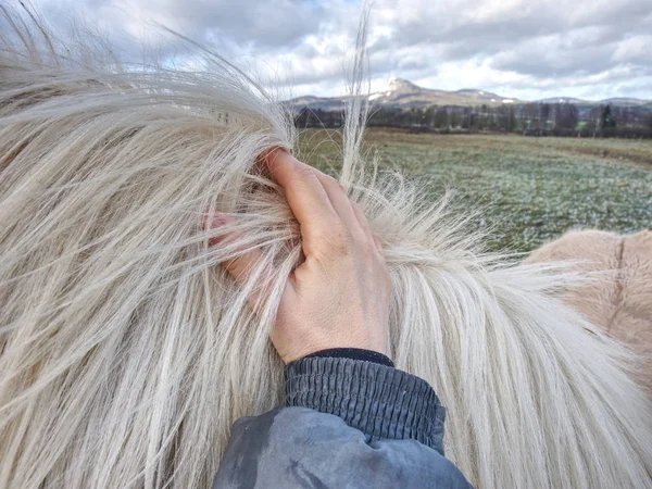 馬は寒い冬の気温に順応 — ストック写真