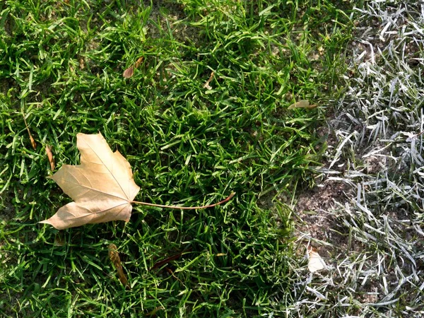 Messy football field with colorful autumn maple leaves. — Stock Photo, Image