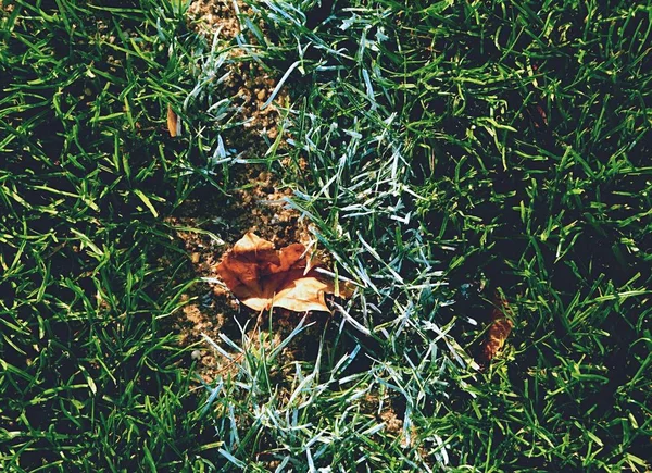 Chaotisch Fußballplatz mit bunten Herbst-Ahornblättern. — Stockfoto