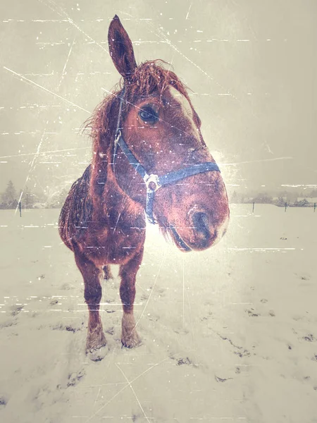 Cavallo al pascolo su prati congelati del mattino — Foto Stock