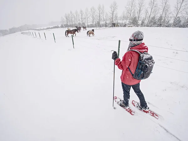 Esporte corpo mulher está caminhando na fazenda de cavalos com sapatos de neve — Fotografia de Stock