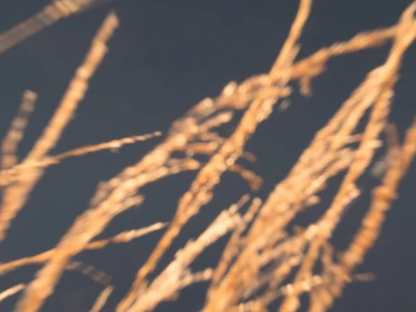 Movimento desfocado de gras floridas amarelas detalhadas — Fotografia de Stock