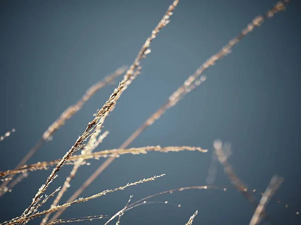 Arany szárak a hosszú fű shinning a felkelő napon — Stock Fotó