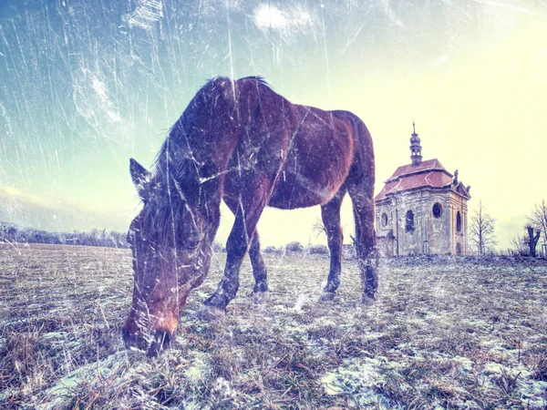 Коричневая лошадь в снежном загоне. Добавлен легкий абстрактный эффект . — стоковое фото