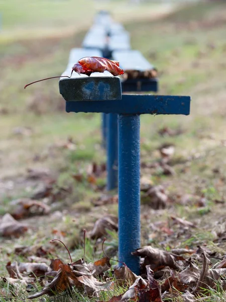 公園のベンチで金オレンジ色の黄色の葉のクローズアップ — ストック写真