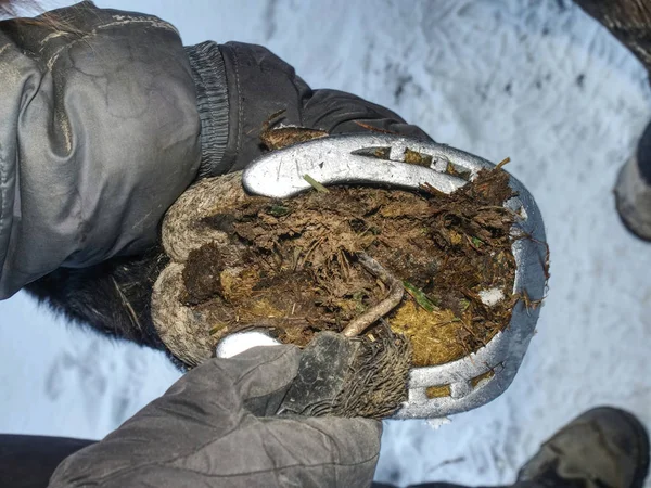 Farrier eski yıpranmış at nalı çıkarıyor. Asistan bacak tutmak — Stok fotoğraf