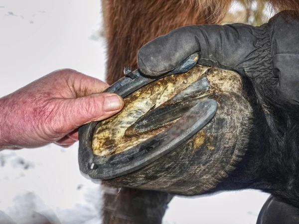 Fabbro chiodi nuovo cavallo scarpa su zoccolo — Foto Stock