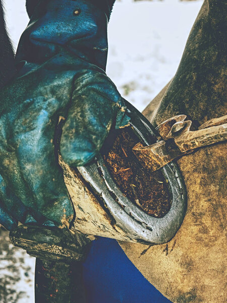 Removing hoof shoes. Blacksmith is getting of worn out horseshoes 