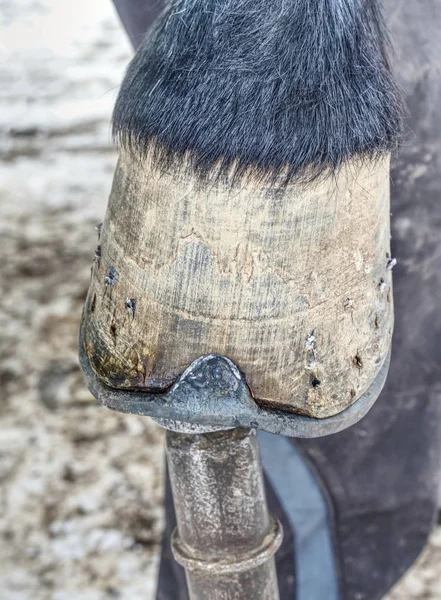 Ferreiro corte de longas pontas pontiagudas de prego de aço no casco de cavalo — Fotografia de Stock