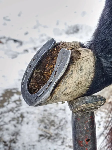 Farrier sta rimuovendo il vecchio ferro di cavallo logoro. Assistente tenere gamba — Foto Stock