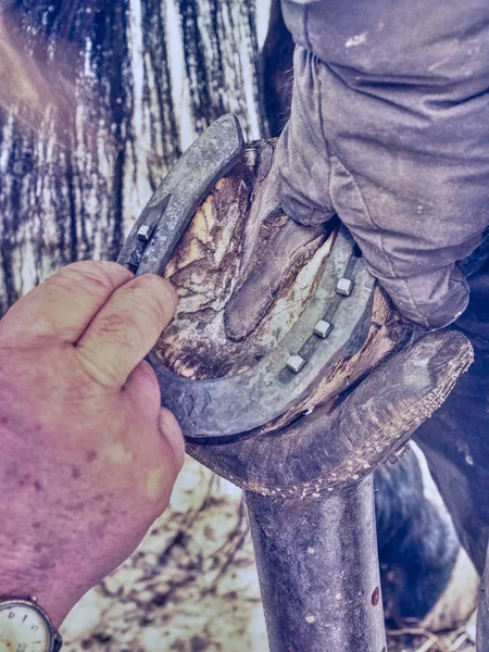 Farrier is nailing up new horseshoe on hoof. Skilled man