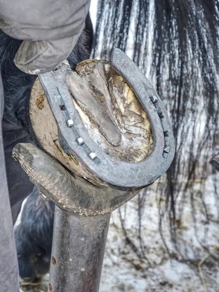 Nalbant Holde Toynak Demirci Doe Horseshoeig Closeup Görünümü — Stok fotoğraf