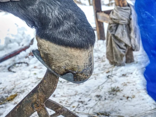 At toynak çelik çivi uzun dikenli uçları Demirci kesim — Stok fotoğraf
