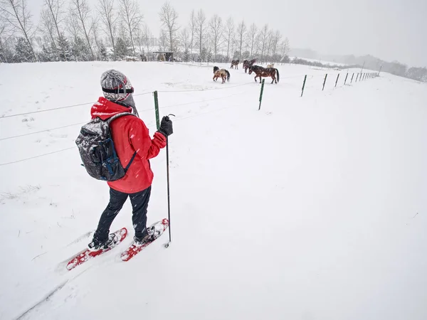 Caminhada de menina com sapatos de neve no snowy cavalo paddock na colina — Fotografia de Stock