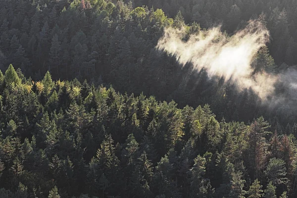 Лесная гора в низменной долине туман с деревьями силуэты — стоковое фото