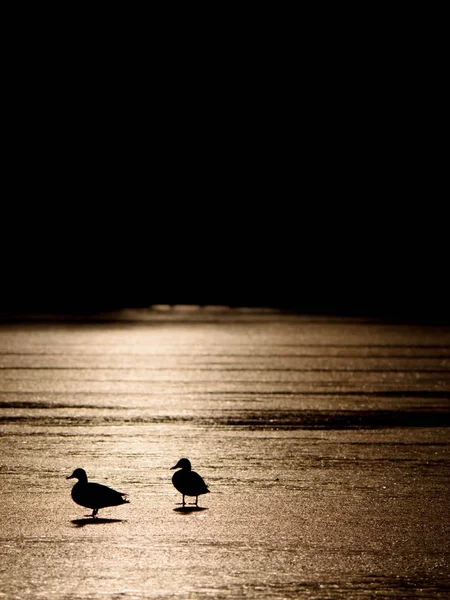 Enten auf Seeeis bei Sonnenuntergang. Blutige Reflexionen der Sonne — Stockfoto