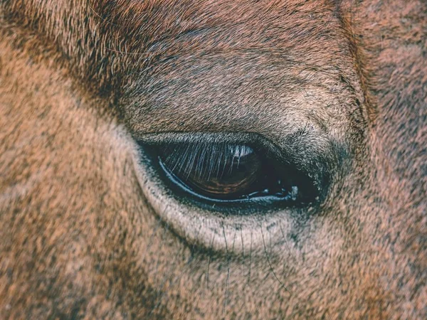 Fejét a ló részletesen. Zár megjelöl kilátás. — Stock Fotó