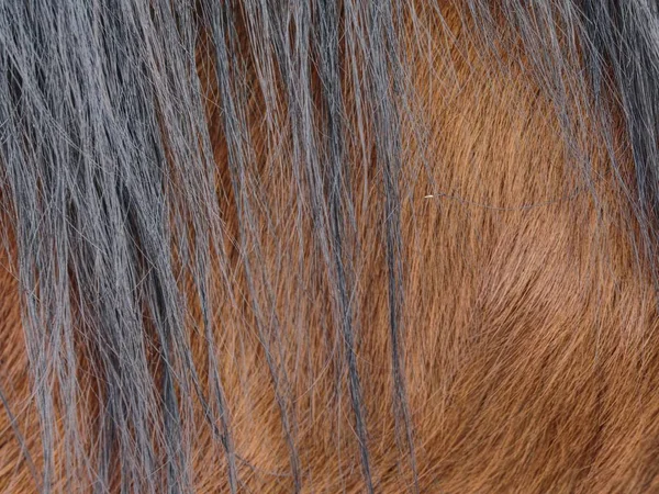Winter fur skins of horse. Pony hair detail