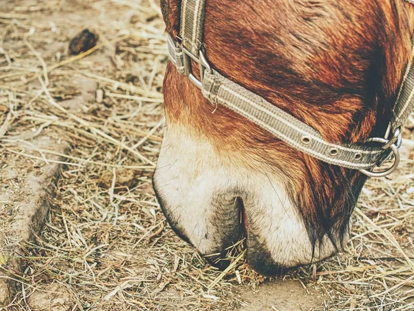 Detail of brown horse head in farm paddock — Stock Photo, Image