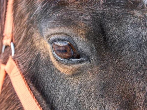 Cabeza de caballo con cabestro. Caballo marrón —  Fotos de Stock