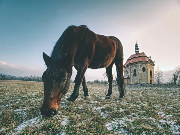 Фермерский луг для лошадей в церкви или часовне . — стоковое фото