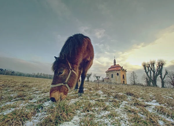 教会や礼拝堂の村の近くの近くの馬. — ストック写真