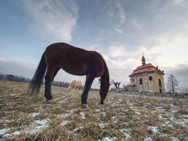 Fim de inverno em pasto com cavalo velho . — Fotografia de Stock