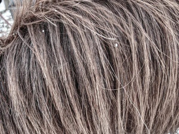 Pelucheux humide brun cheval fourrure d'hiver. Cheveux d'animaux — Photo
