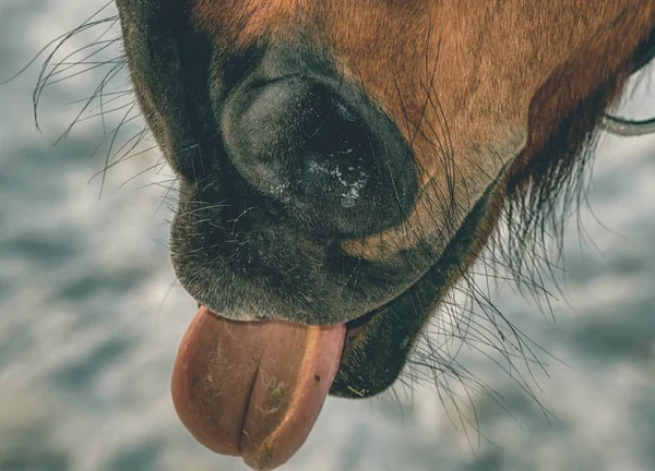 Primer plano de la linda nariz y boca de caballo de laurel. Caballo marrón —  Fotos de Stock