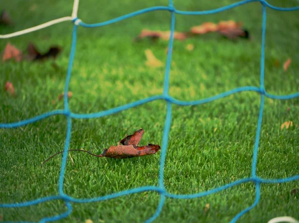 Campo da calcio disordinato. Sole contro caduta sfondo sportivo . — Foto Stock