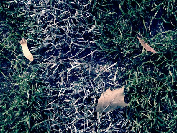 Naturgrüner Rasen und frühlingstrockenes Laub im Rasen, Boden. — Stockfoto