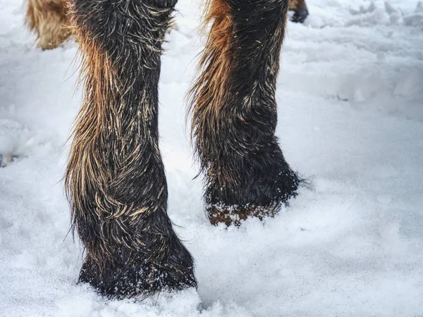 The farm horse stay in snow. Winter season