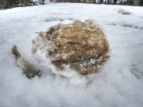 雪に覆われた地面の馬の足のプリント — ストック写真