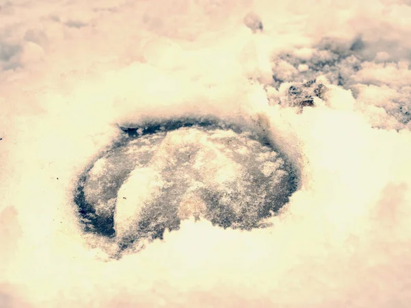 Isiga häst fotavtryck i snö, detaljerad bit — Stockfoto