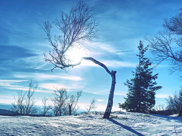 Arbre courbé solitaire après de nombreux blizzards hivernaux — Photo