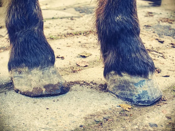 Hovar efter smed vård. Detalj av unshod Horse hov. — Stockfoto