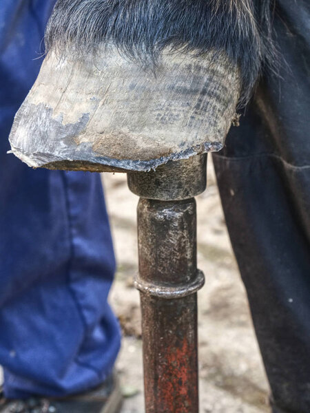 Waist keratin after horse hooves modulation 