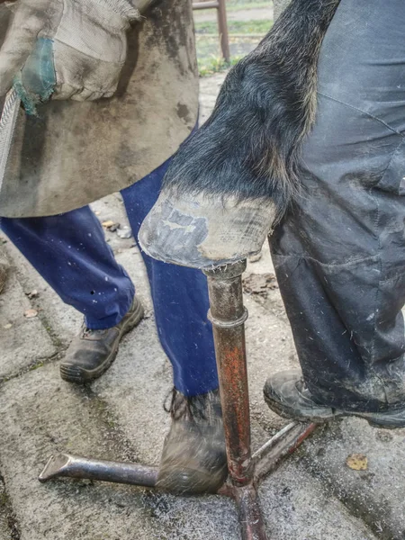 Farmer cleaning non shod horses hoof.