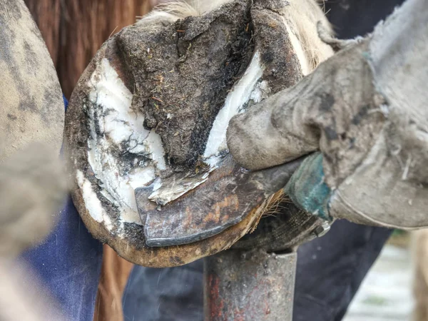 Pulizia zoccoli di cavallo. Coltello per zoccoli da fabbro — Foto Stock