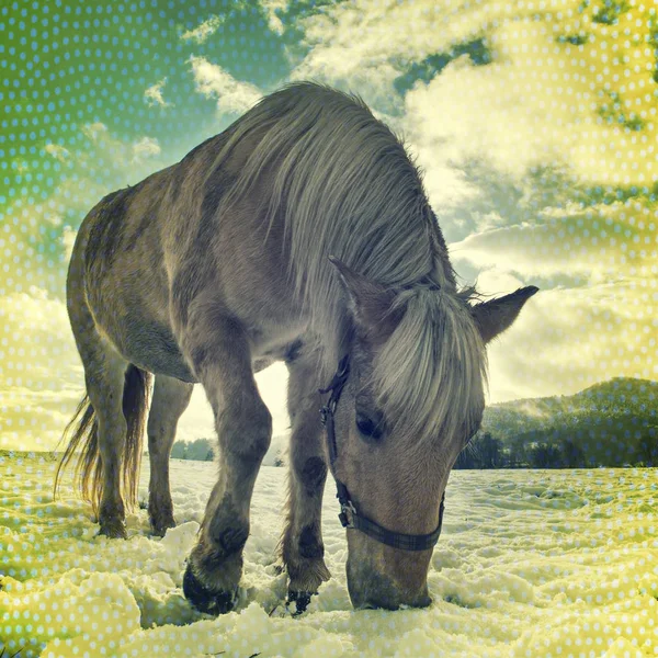 Häst bete på morgon frusna ängar — Stockfoto